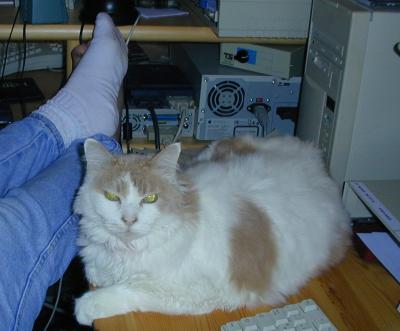 feet.jpg: Mama's feet, her cat, and her computer