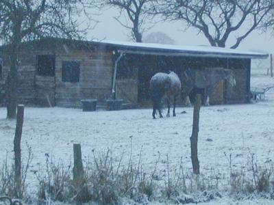 snowhorses.jpg: Horses in the snow