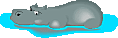 hipposwim.gif: 