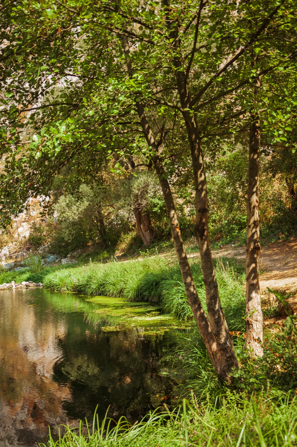 Quiet Waters and Nature Trails: A Day at Nisevac, Svrljig