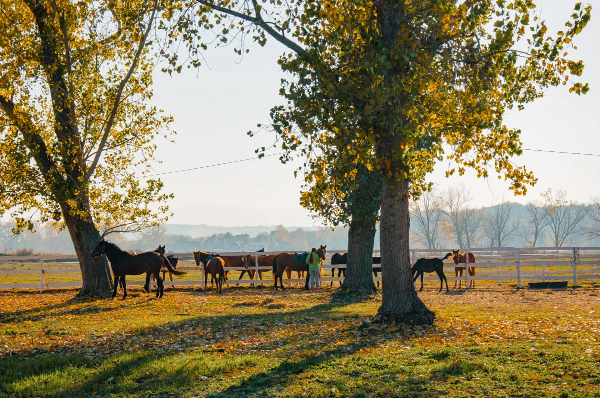 Equestrian club Sokol near Oblačina lake