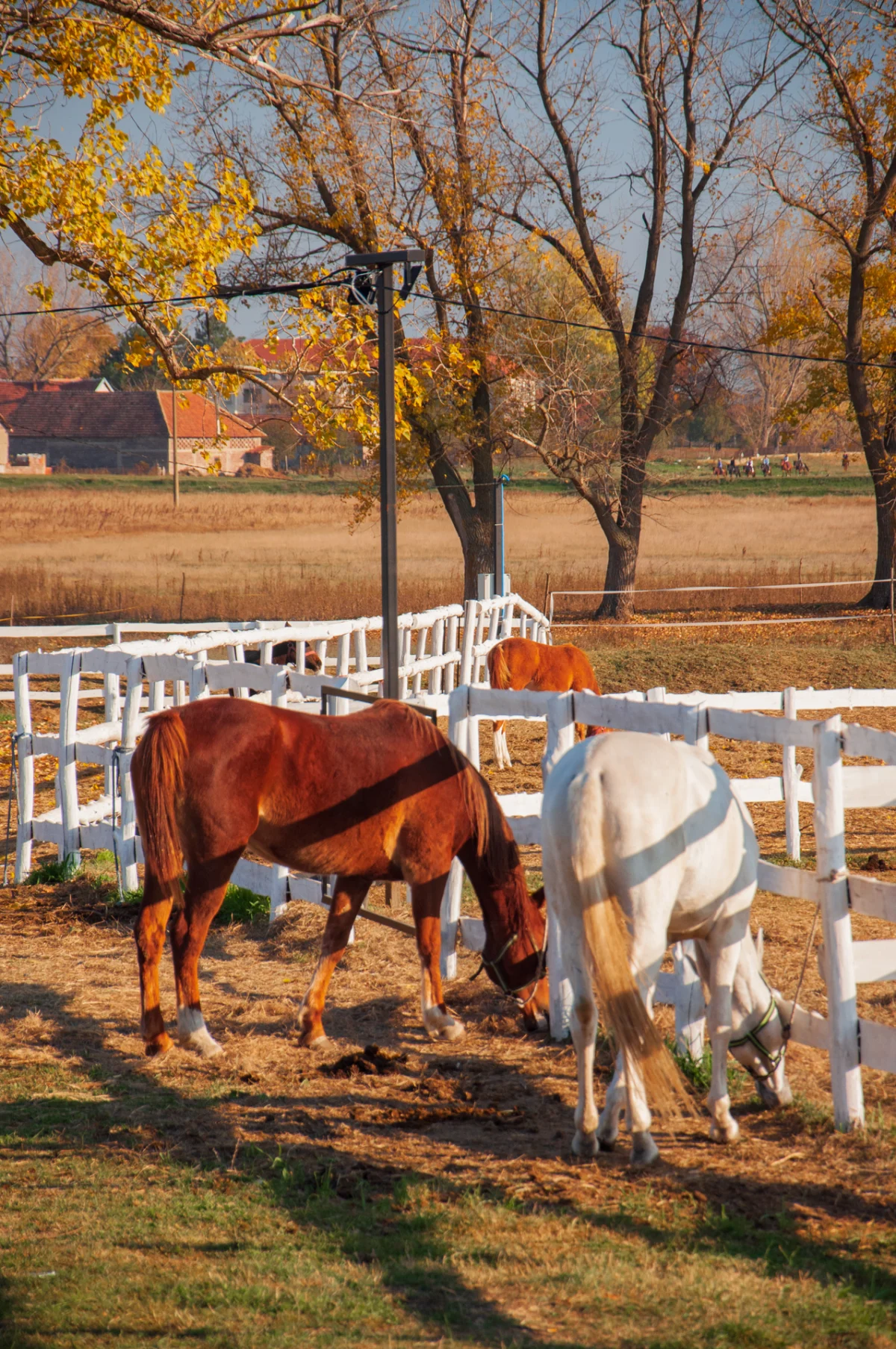 Equestrian club Sokol near Oblačina lake