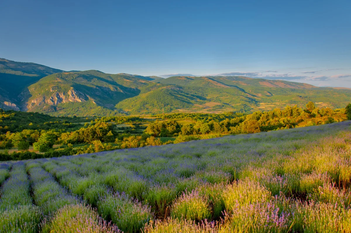 Tamnjanica, polja lavande i tragovi prošlosti