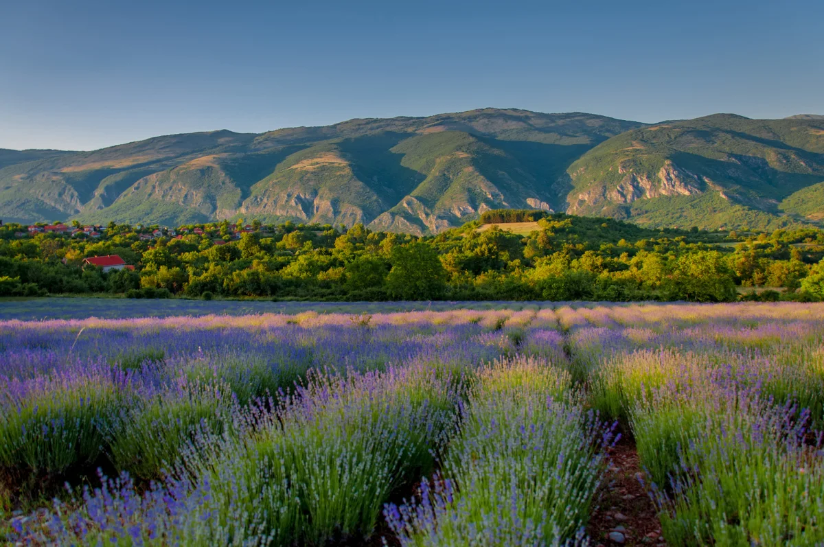 Tamnjanica, polja lavande i tragovi prošlosti