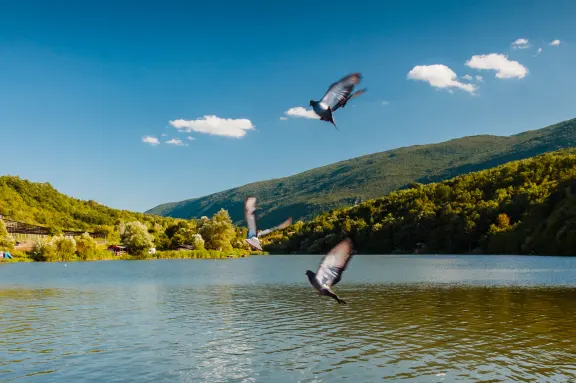 Jezero Divljana kod Bele Palanke – savršeno mesto za kupanje i opuštanje