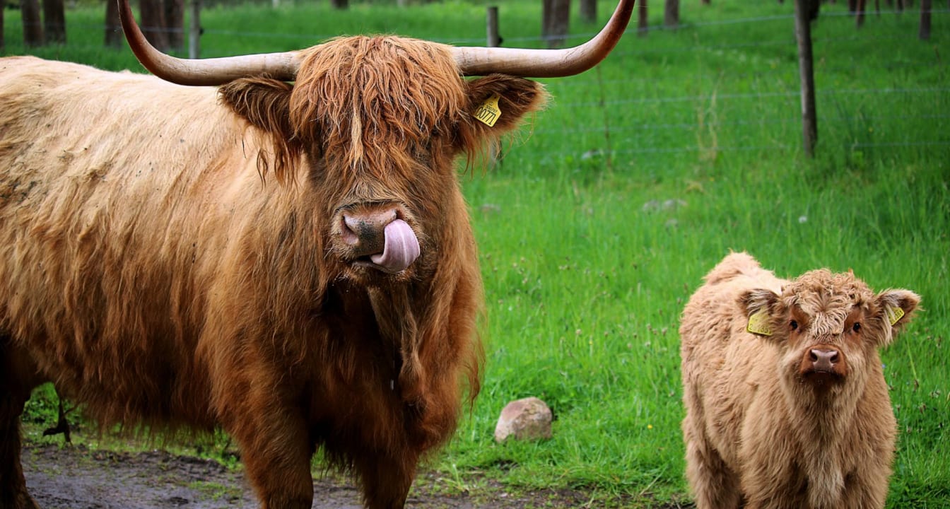 Highland cow and calf stand in a field