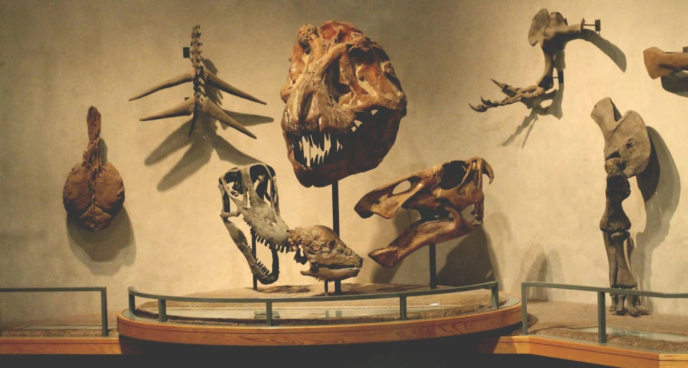 Skeletons and fossils on display in a natural history museum