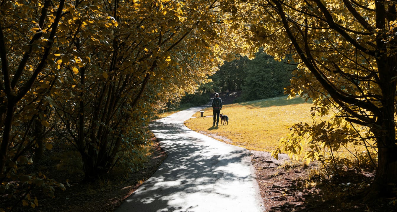 Man and dog stand outside of dark trees in a park