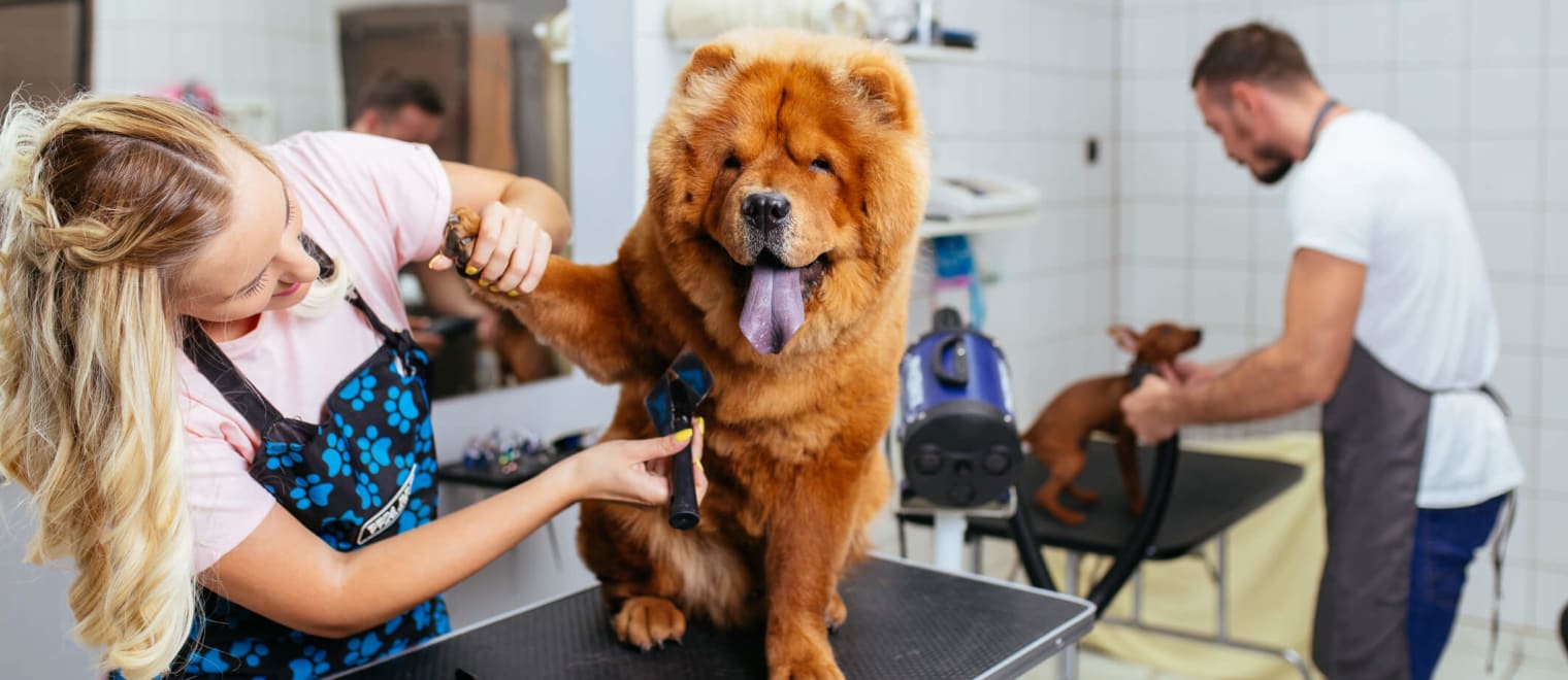 How to find CPD Dog Grooming Courses