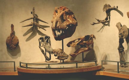 Skeletons and fossils on display in a natural history museum