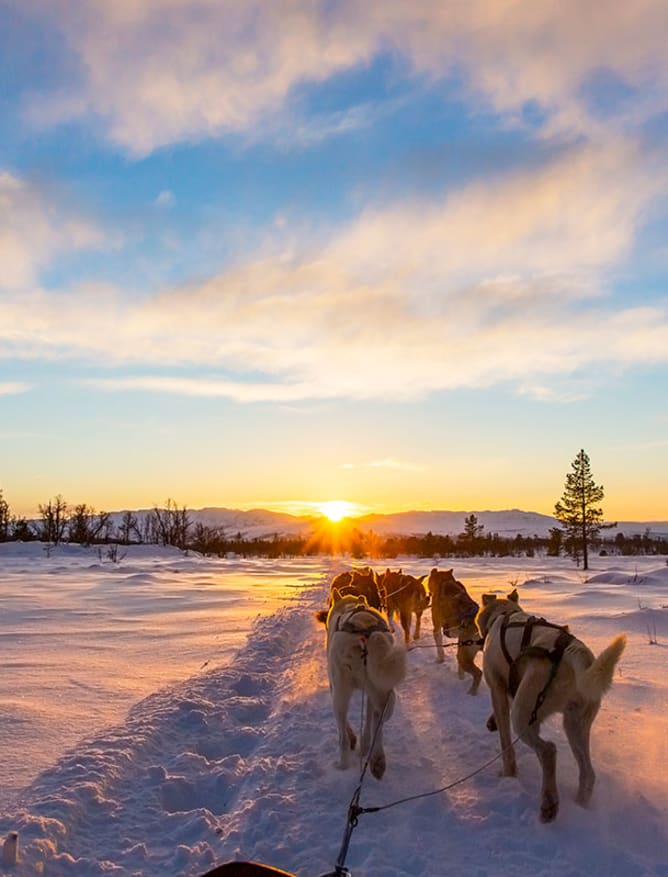 Husky sledding