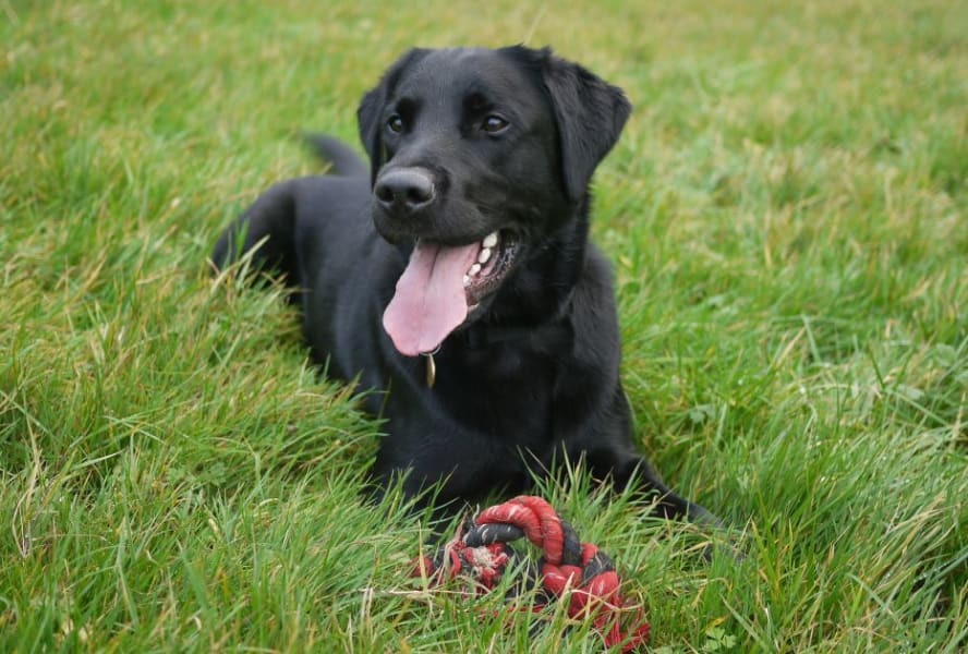 Black labrador laid on grass