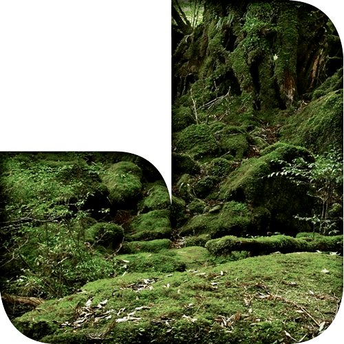 Jungle Studios