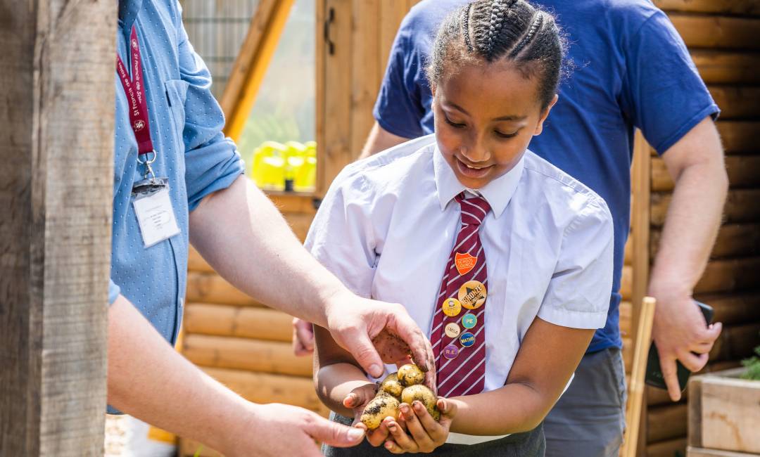 A school child harvesting potatoes in an Edible Playground funded by Clear Channel