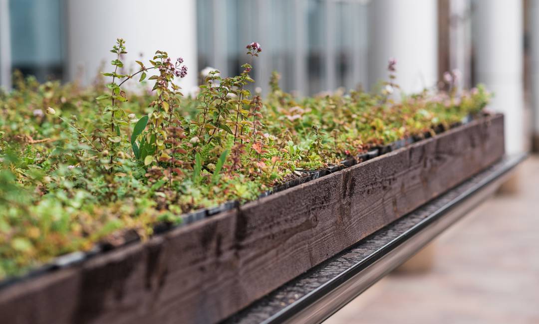 A close-up of greenery atop a Living Roof bus shelter