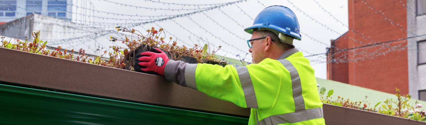 A operative working on a Living Roof bus shelter.