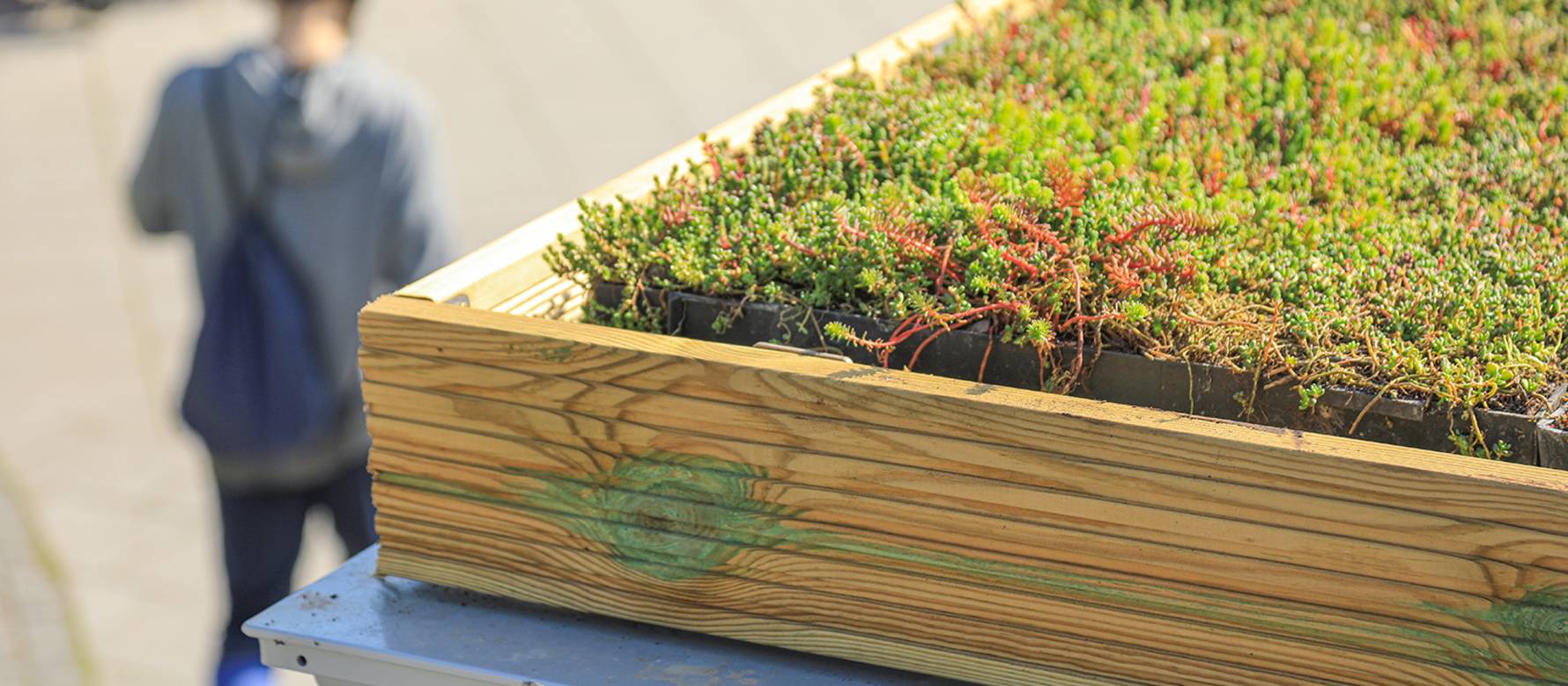 A close up image of a living roof.