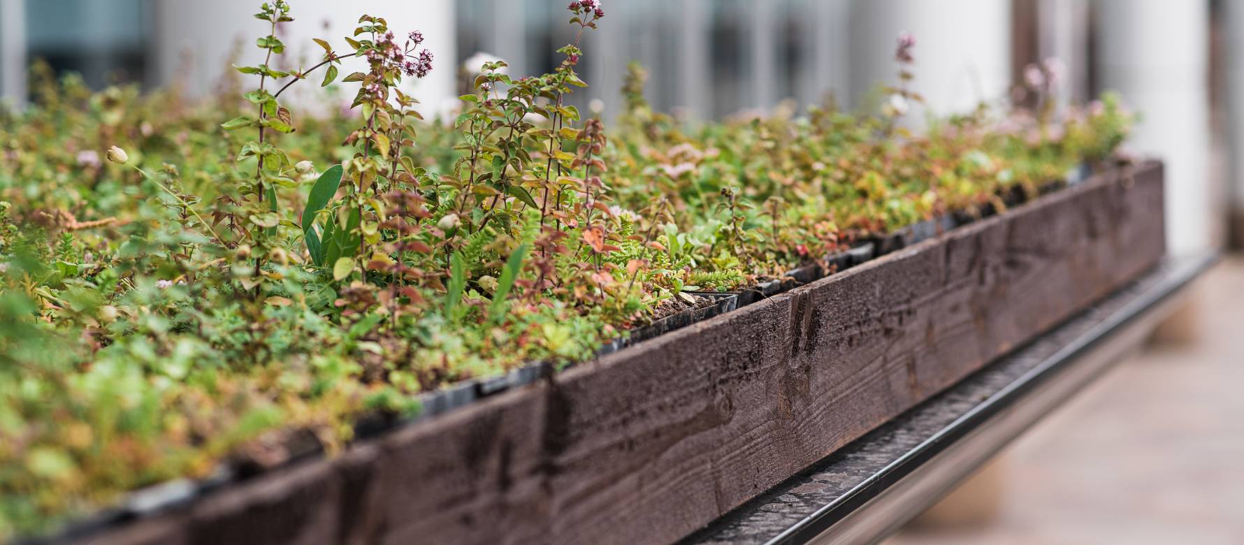 A close-up of greenery atop a Living Roof bus shelter