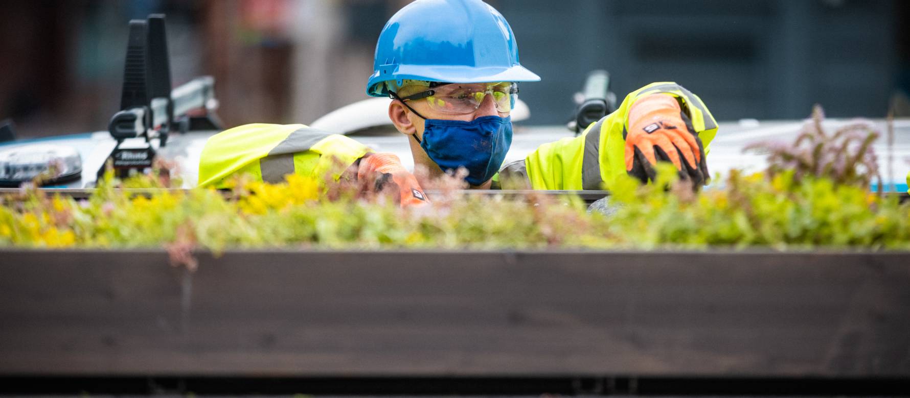 A person wearing a face mask and gloves installing the plants on the living roof.