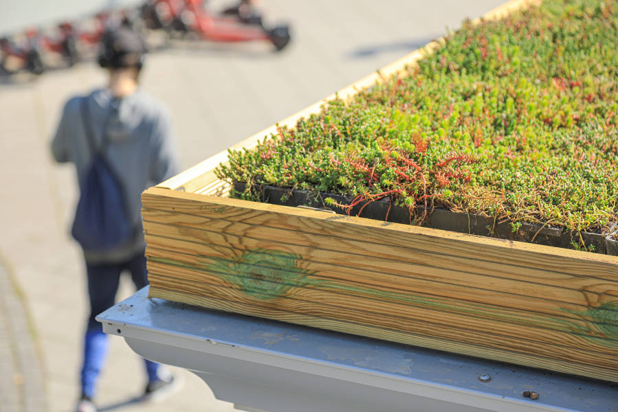 A close up image of a living roof.