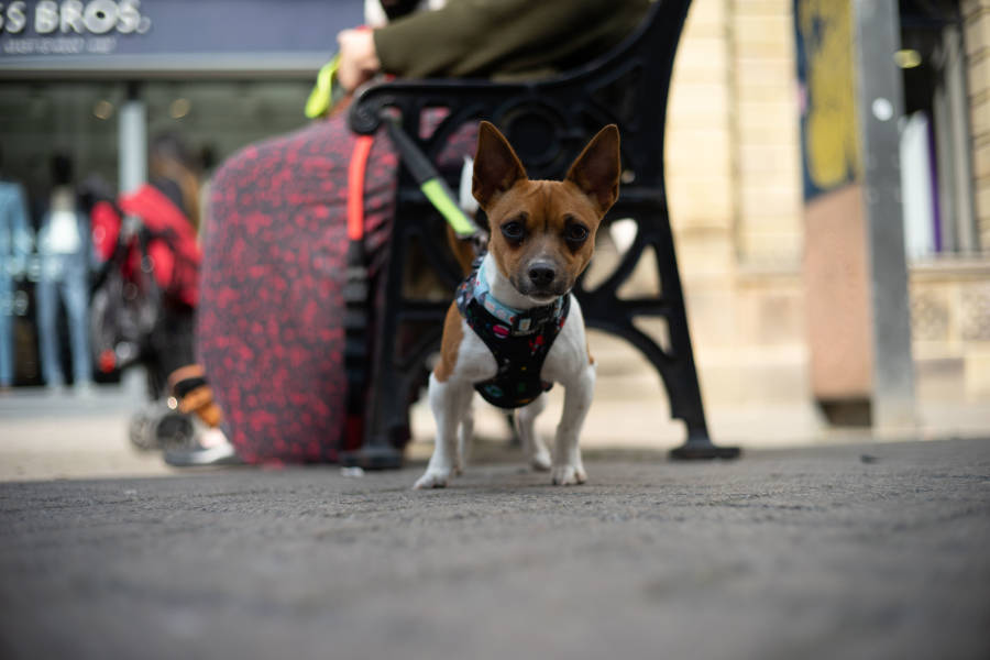 Picturing High Streets photography competition - photo of a small dog on a high street