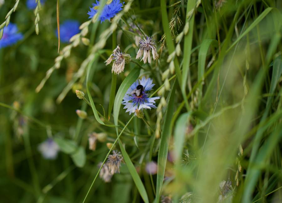 A bee inside one of our vertical meadows.