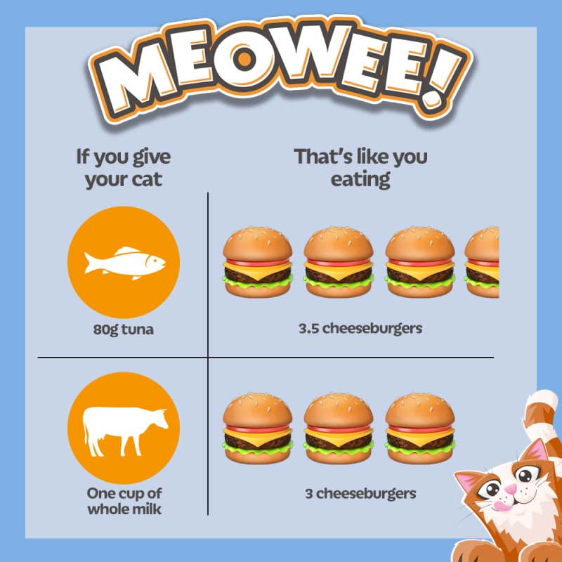 Beyond cat treats new arrivals