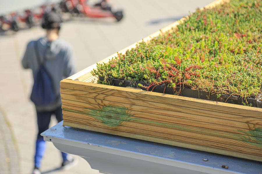 Southampton's first Living Roof Shelter - close up