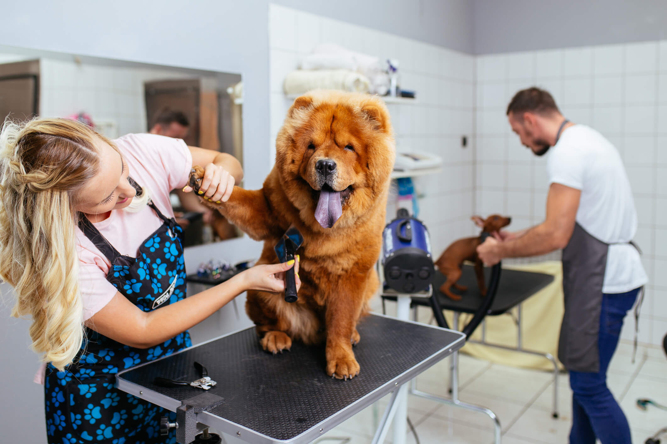 Dog grooming courses near shop me