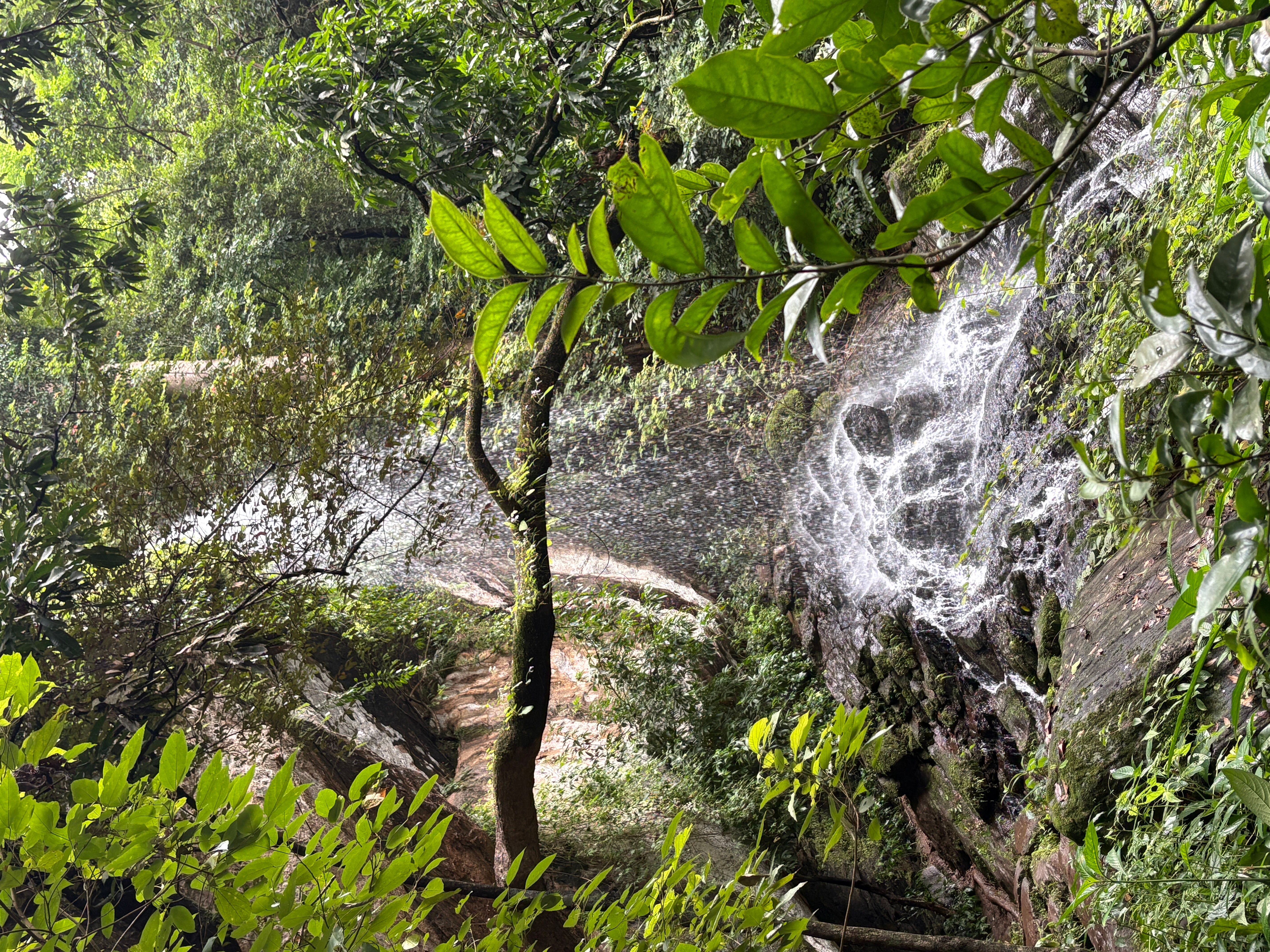 Chimmini Forest Trek Camp  - Image 3