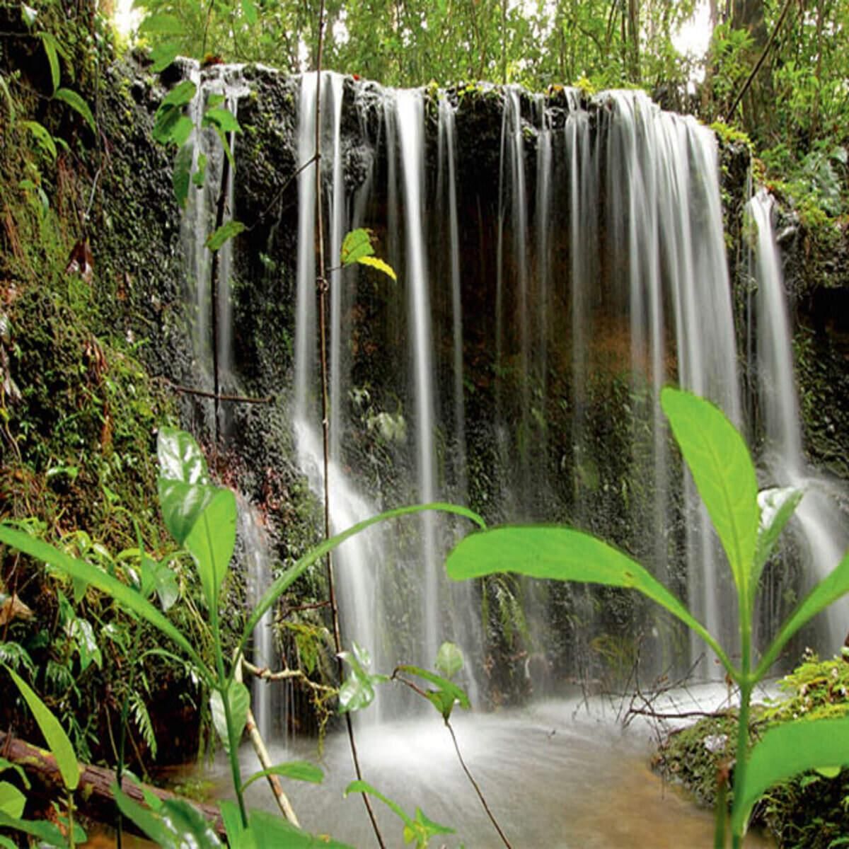 Agumbe Monsoon Trip - Image 3