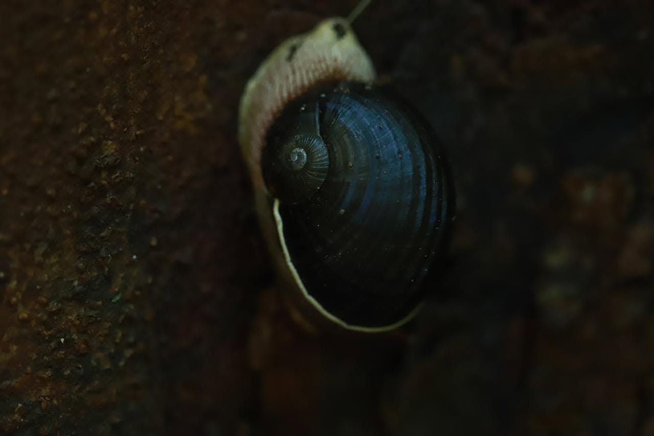 CHALIYAR TREK