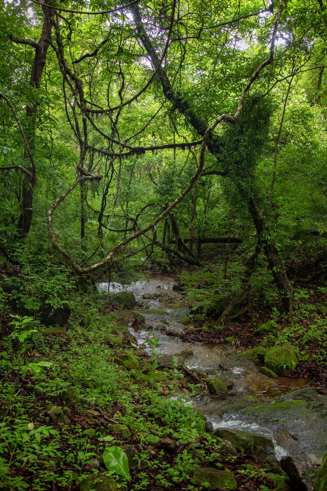 MONSOON TREK