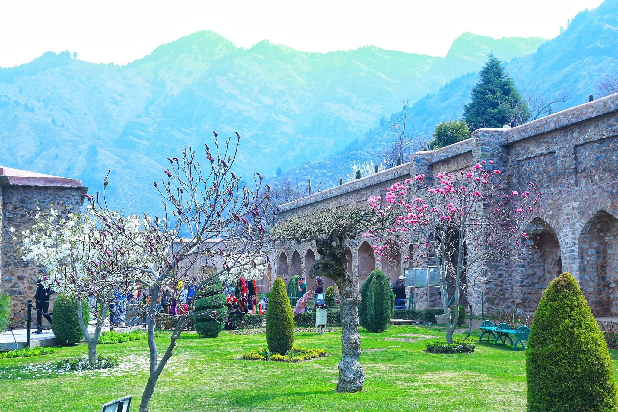 TULIP FESTIVAL @KASHMIR  - Image 9