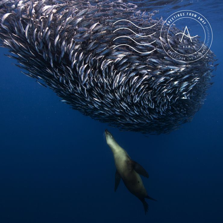 Ingrid Kullberg-Bendz