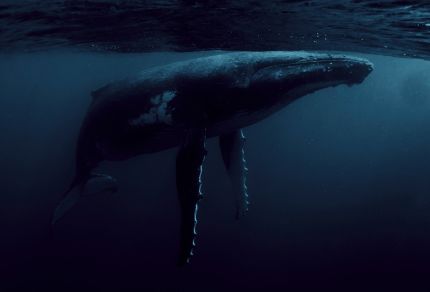 MAKE MUSIC WITH THE WHALES