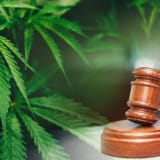 Consomme mais ne cultive pas... L’affaire stupéfiante du Cannabis CBD ! 