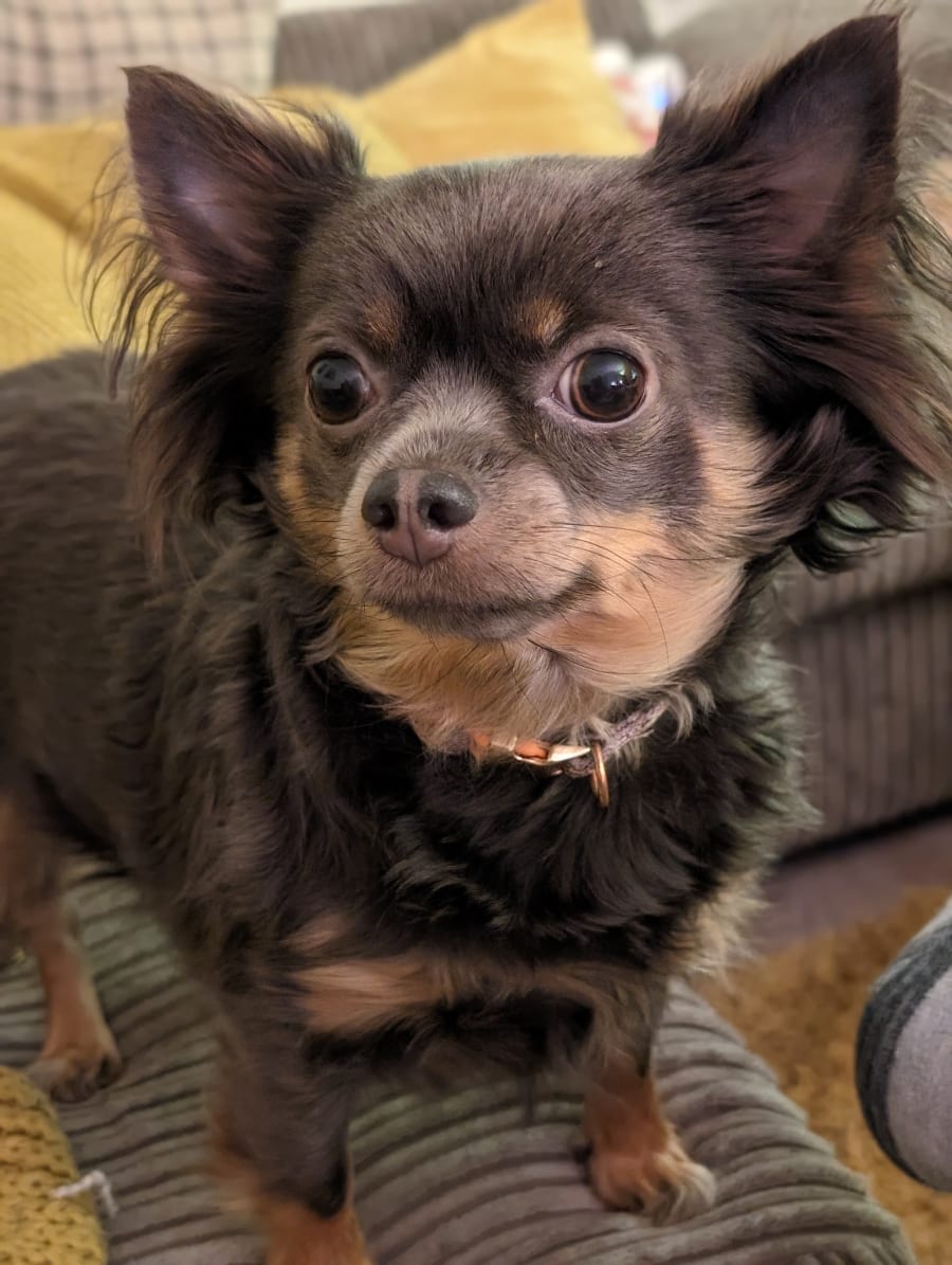 Small Chorkie dog looking pensive.