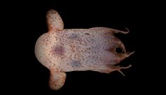 Australia’s most bizarre creatures uncovered in deep sea expedition