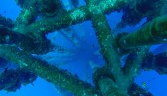 Fish call oil and gas pipelines home in northwest WA