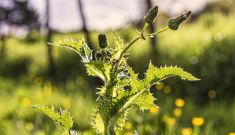 Weeds—Friend or Foe?