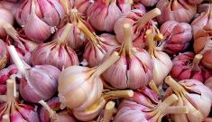 Benefits of garlic extend to Alzheimer’s