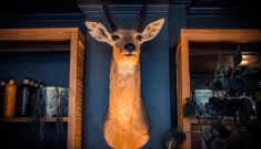 A Tail of Taxidermy