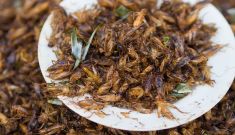 Grubs are up this Christmas