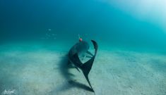 Why do sharks dive?
