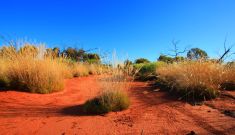 Spinifex promises stronger condoms