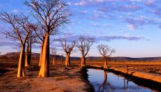 From dreams to fire: how Aboriginal Australians shaped biodiversity