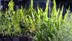 Native Plant Propagation