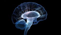 Brain Plasticity Information Session