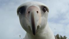 Albatross – Film Screening